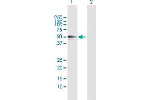 Western Blot analysis of MMP12 expression in transfected 293T cell line by MMP12 MaxPab polyclonal antibody.