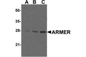 Western Blotting (WB) image for anti-ADP-Ribosylation Factor-Like 6 Interacting Protein 1 (ARL6IP1) (C-Term) antibody (ABIN1030256) (ARL6IP1 anticorps  (C-Term))