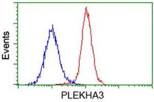 Image no. 2 for anti-Pleckstrin Homology Domain Containing Family A3 (PLEKHA3) antibody (ABIN1500274) (PLEKHA3 anticorps)