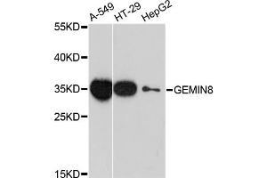 Western blot analysis of extracts of various cell lines, using GEMIN8 antibody. (GEMIN8 anticorps)