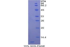 SDS-PAGE analysis of Rat Apolipoprotein C3 Protein. (APOC3 Protéine)
