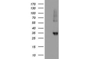 Western Blotting (WB) image for anti-Neuroplastin (NPTN) antibody (ABIN1499812) (NPTN anticorps)