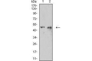 Western blot analysis using CD54 mouse mAb against C6 (1) and HUVEC (2) cell lysate. (ICAM1 anticorps  (AA 28-163))