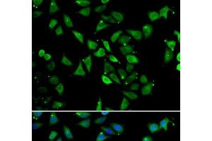 Immunofluorescence analysis of U2OS cells using EIF3C Polyclonal Antibody