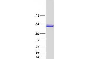 Validation with Western Blot