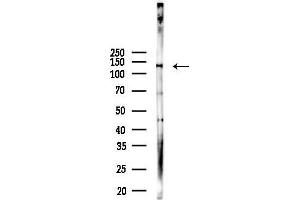 anti-Period Circadian Protein 2 (PER2) (Internal Region) antibody