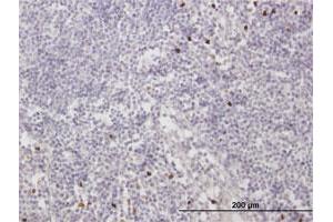 Immunoperoxidase of purified MaxPab antibody to MNDA on formalin-fixed paraffin-embedded human lymph node. (MNDA anticorps  (AA 1-407))