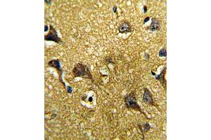 Immunohistochemistry (IHC) image for anti-Growth Differentiation Factor 6 (GDF6) antibody (ABIN3003243)