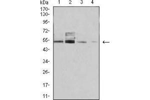 Western blot analysis using PSMC3 mouse mAb against COS7 (1), C6 (2), Hela (3), and A431 (4) cell lysate. (PSMC3 anticorps  (AA 53-152))