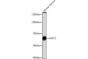 Western blot analysis of extracts of Mouse thymus, using USP22 Rabbit mAb (ABIN7271150) at 1:1000 dilution.