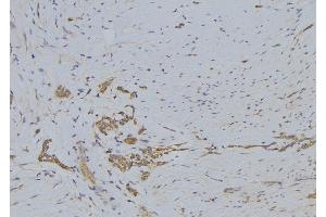 ABIN6272444 at 1/100 staining Human lung tissue by IHC-P. (SERINC3 anticorps  (C-Term))