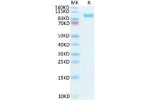 Biotinylated Mouse CDCP1 on Tris-Bis PAGE under reduced condition.