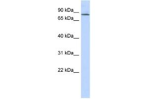 Western Blotting (WB) image for anti-Amyloid beta (A4) Precursor Protein-Binding, Family B, Member 2 (APBB2) antibody (ABIN2459943) (APBB2 anticorps)