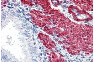 ABIN185188 (5 μg/mL) staining of paraffin embedded Human Uterus.