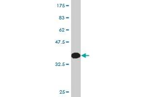 Western Blot detection against Immunogen (36.