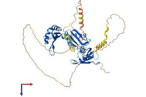 AlphaFold protein structure predicition of Human Recombinant CELF3 Protein, UniprotID Q5SZQ8