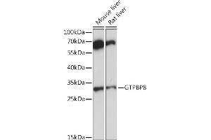 Western blot analysis of extracts of various cell lines, using GTPBP8 Rabbit pAb (ABIN7267527) at 1:1000 dilution. (GTPBP8 anticorps  (AA 1-170))