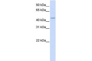 WB Suggested Anti-ZNF529 Antibody Titration:  0. (ZNF529 anticorps  (Middle Region))