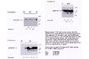 CHO cells were trasfected with pSR- α huEphB1/HA, driving expression of HA epitope tagged EphB1.