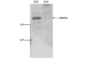 Western Blot of anti-Setd1a antibody Western Blot results of Rabbit anti-Setd1a antibody.