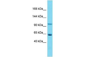 Host:  Rabbit  Target Name:  Zhx2  Sample Type:  Mouse Heart lysates  Antibody Dilution:  1. (ZHX2 anticorps  (C-Term))