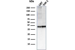 Western Blot Analysis of U87, THP-1 cell lysate using CD47 Mouse Monoclonal Antibody (IAP/2937).