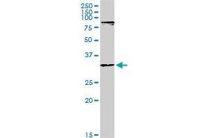 MYOD1 MaxPab rabbit polyclonal antibody. (MYOD1 anticorps  (AA 1-320))