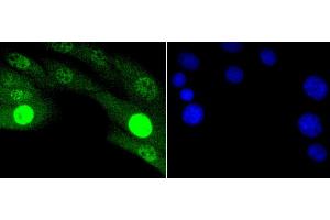 Immunofluorescence analysis of NIH-3T3 cells using Phospho-JNK1/2/3-T183/T183/T221 antibody (abx125450).
