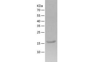 Western Blotting (WB) image for ChaC, Cation Transport Regulator Homolog 2 (CHAC2) (AA 1-184) protein (His-IF2DI Tag) (ABIN7122249)