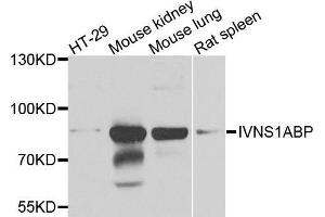 Western blot analysis of extracts of various cells, using IVNS1ABP antibody. (IVNS1ABP anticorps)
