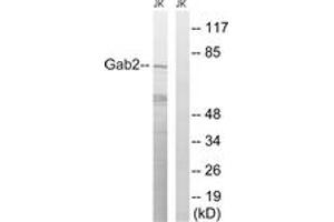 Western blot analysis of extracts from Jurkat cells, treated with TNF 2500U/ml 30', using Gab2 (Ab-623) Antibody. (GAB2 anticorps  (AA 589-638))