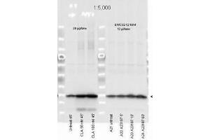 Affinity Purified Phospho specific antibody to Monophosphorylated Regulatory Light Chain of Smooth and Non-muscle Myosin at pS19/pS20 was used at a 1:5000 dilution to detect myosin light chain by Western blot.