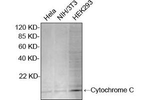 Western blot analysis of cell lysates using Rabbit Anti-Cytochrome C Polyclonal Antibody (ABIN399012, 2 µg/mL) The signal was developed with IRDyeTM 800 Conjugated Goat Anti-Rabbit IgG. (Cytochrome C anticorps  (N-Term))