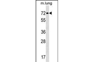 TFE3 Antibody (N-term) (ABIN1538859 and ABIN2849812) western blot analysis in mouse lung tissue lysates (35 μg/lane).