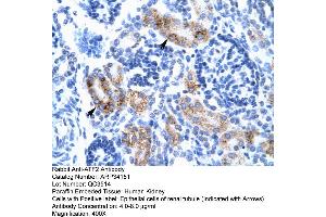 Human kidney (ATF2 anticorps  (C-Term))