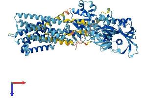 AlphaFold protein structure predicition of Human Recombinant ATP2C1 Protein, UniprotID P98194