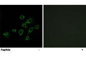 Immunofluorescence analysis of A-549 cells, using LILRA1 polyclonal antibody . (LILRA1 anticorps)