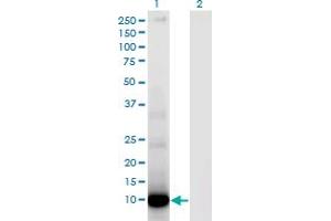 Western Blot analysis of DEFA6 expression in transfected 293T cell line by DEFA6 monoclonal antibody (M01), clone 2D2. (DEFA6 anticorps  (AA 1-100))