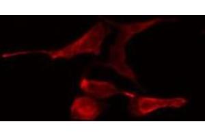 ABIN6275792 staining NIH-3T3 cells by IF/ICC. (TRAF4 anticorps  (Internal Region))