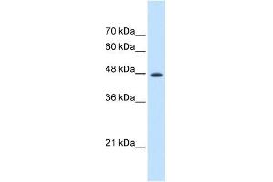 EEF1G antibody used at 1. (EEF1G anticorps  (N-Term))
