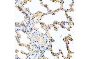 Immunohistochemistry of paraffin-embedded rat lung using PIP antibody at dilution of 1:100 (40x lens). (PIP anticorps)