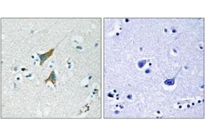 Immunohistochemistry analysis of paraffin-embedded human brain tissue, using MKP1 (Ab-359) Antibody.