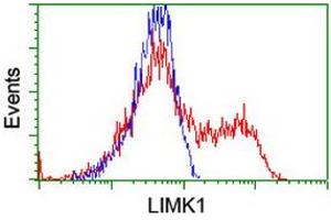 Image no. 5 for anti-LIM Domain Kinase 1 (LIMK1) antibody (ABIN1499146)
