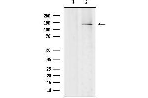 Western blot analysis of lysates from Mouse brain, using SH3TC2 Antibody. (SH3TC2 anticorps  (C-Term))