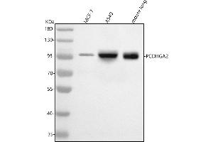 anti-Protocadherin gamma Subfamily A, 2 (PCDHGA2) (AA 132-444) antibody