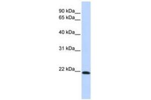 Image no. 1 for anti-Claudin 7 (CLDN7) (C-Term) antibody (ABIN6742399) (Claudin 7 anticorps  (C-Term))