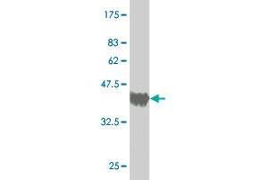 Western Blot detection against Immunogen (37.