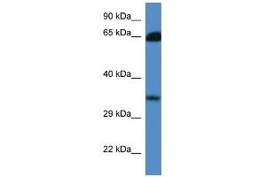 Western Blot showing MGC3207 antibody used at a concentration of 1. (MRI1 anticorps  (N-Term))
