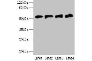 Western blot All lanes: FDXR antibody at 6 μg/mL Lane 1: A549 whole cell lysate Lane 2: Mouse liver tissue Lane 3: HepG2 whole cell lysate Lane 4: U251 whole cell lysate Secondary Goat polyclonal to rabbit IgG at 1/10000 dilution Predicted band size: 54, 55, 59, 49, 53, 50, 58 kDa Observed band size: 54 kDa (Ferredoxin Reductase anticorps  (AA 33-451))
