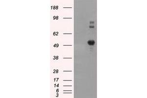 Image no. 8 for anti-Nucleotide Exchange Factor SIL1 (SIL1) antibody (ABIN1496810) (SIL1 anticorps)